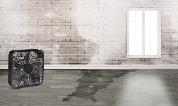 Best Water damage restoration experts  in Posen, IL